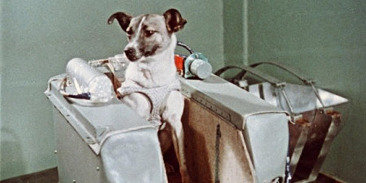 Pes Lajka: Prvý živý tvor v kozme, má v Moskve pamätník