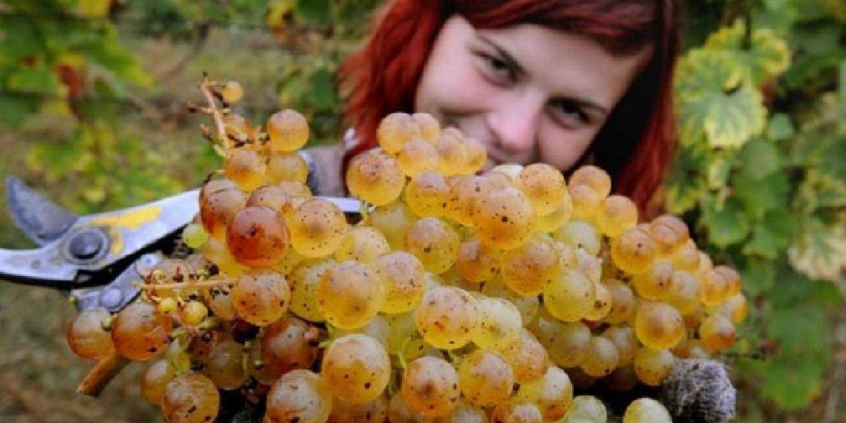 Tradičné vinobranie v Rači sa začína už v piatok