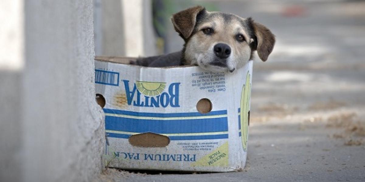 Európska únia nevie pomôcť Rumunom v otázke túlavých psov