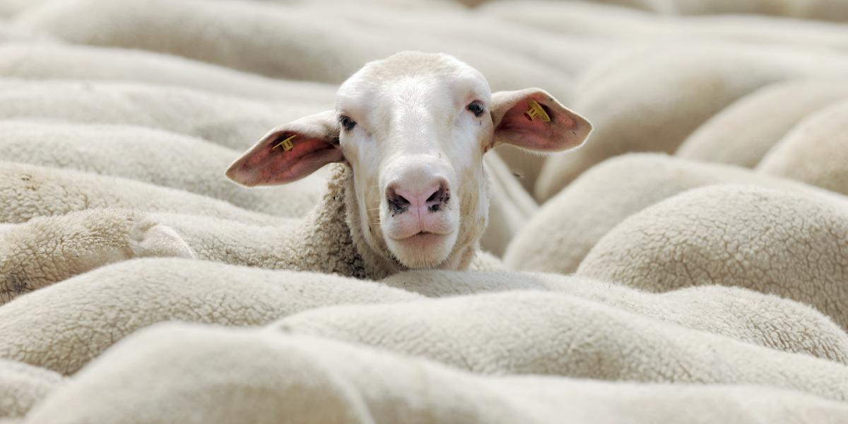 Na ovčej farme v Maďarsku sa vyskytol antrax