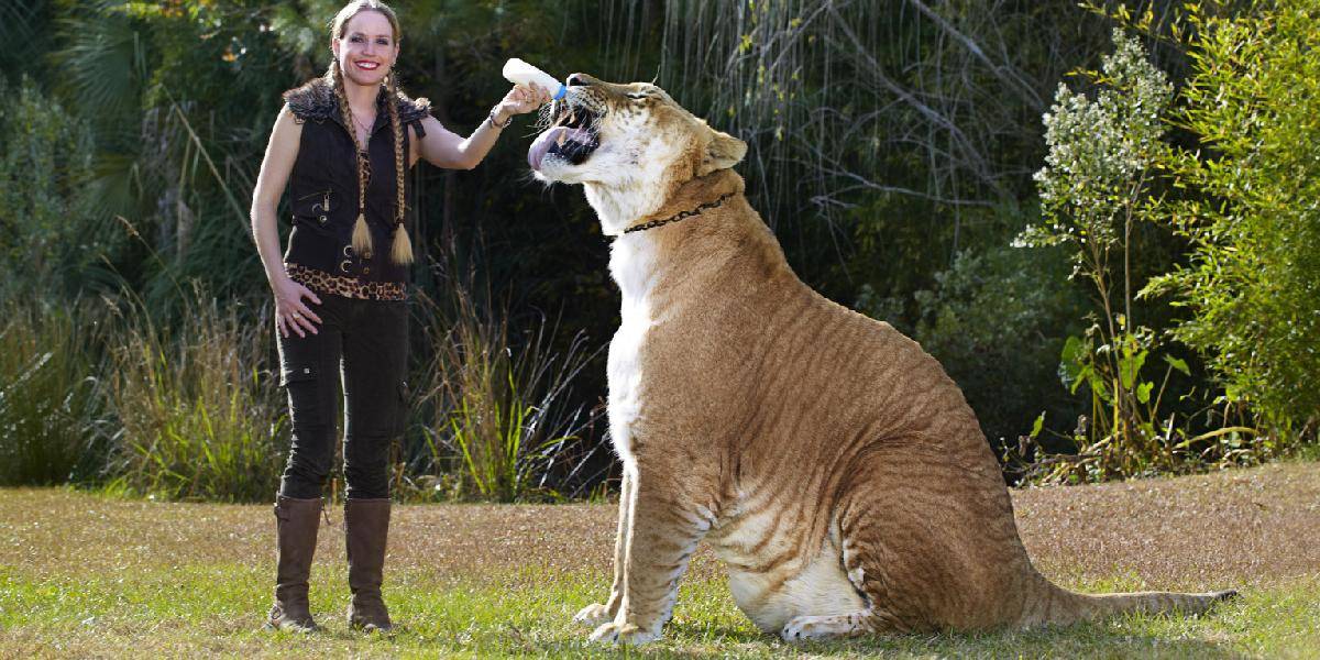 Toto je najväčšia mačka na svete: Herkules váži až 420 kilogramov!