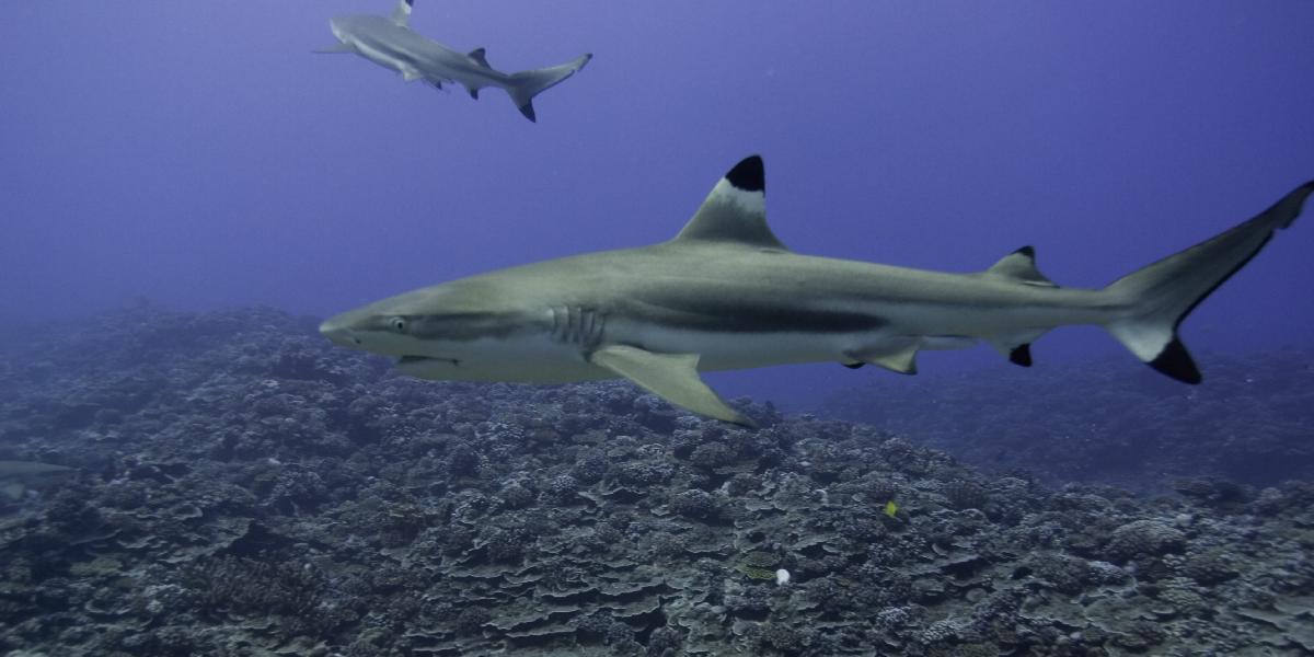 Austrálski vedci: Žraloky sú životne dôležité pre koralové útesy