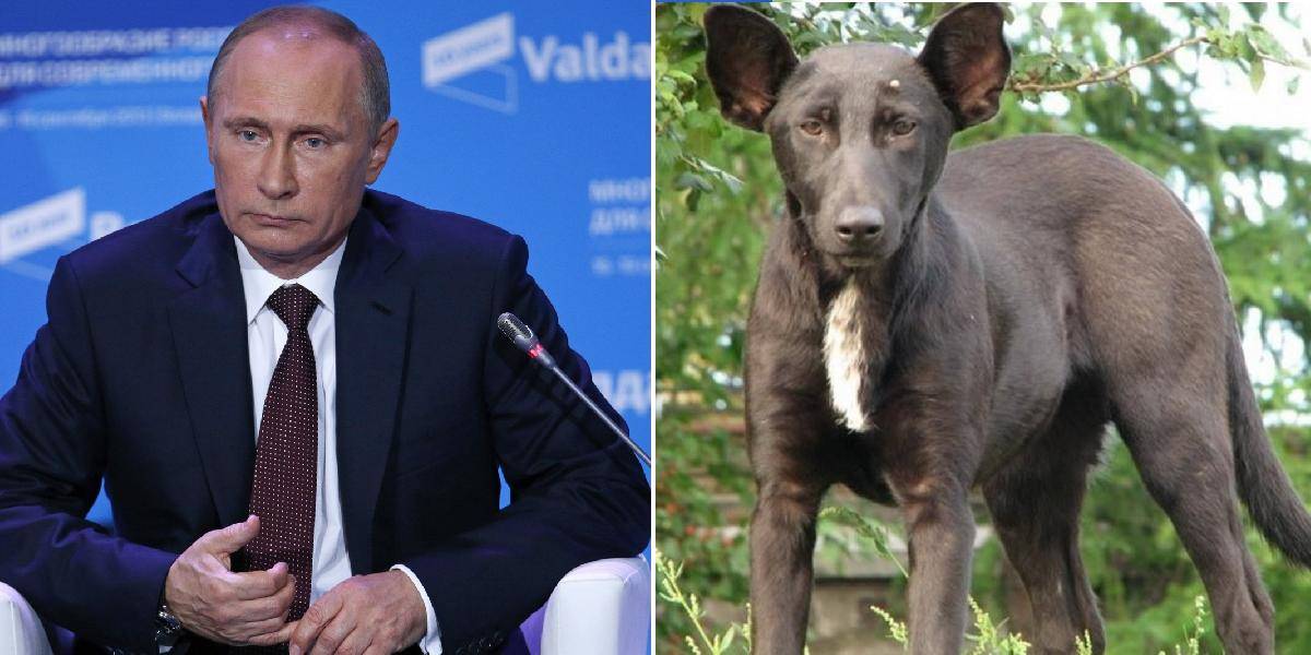 Našiel sa Putinov dvojník: Je to ukrajinský pes!
