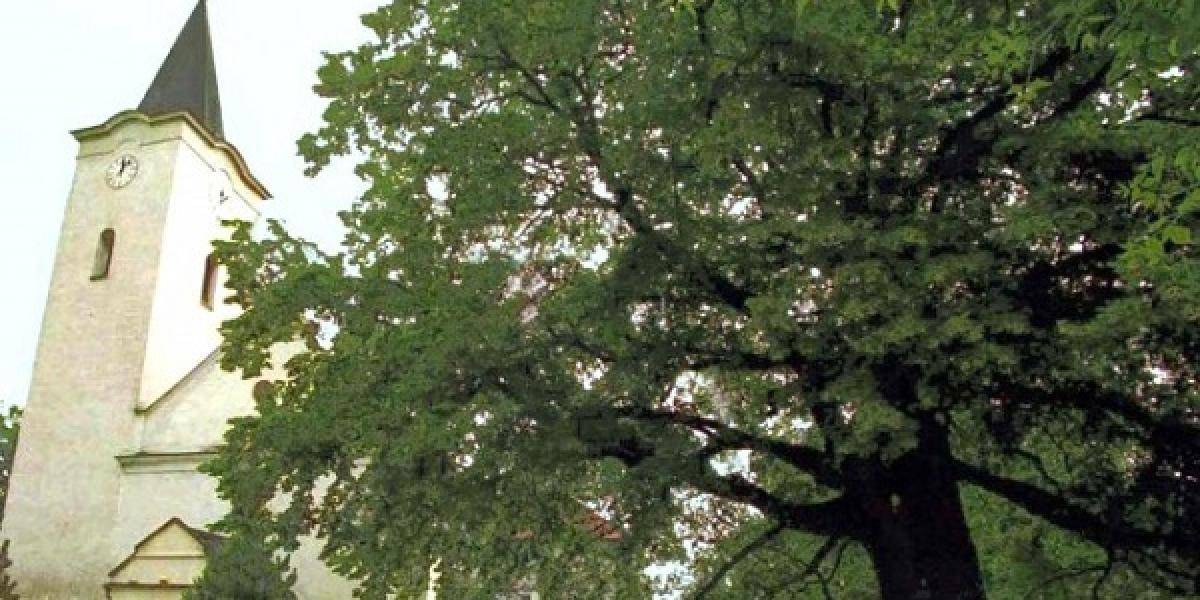 Vyše 300-ročná lipa sa hrdí titulom Strom roka 2011