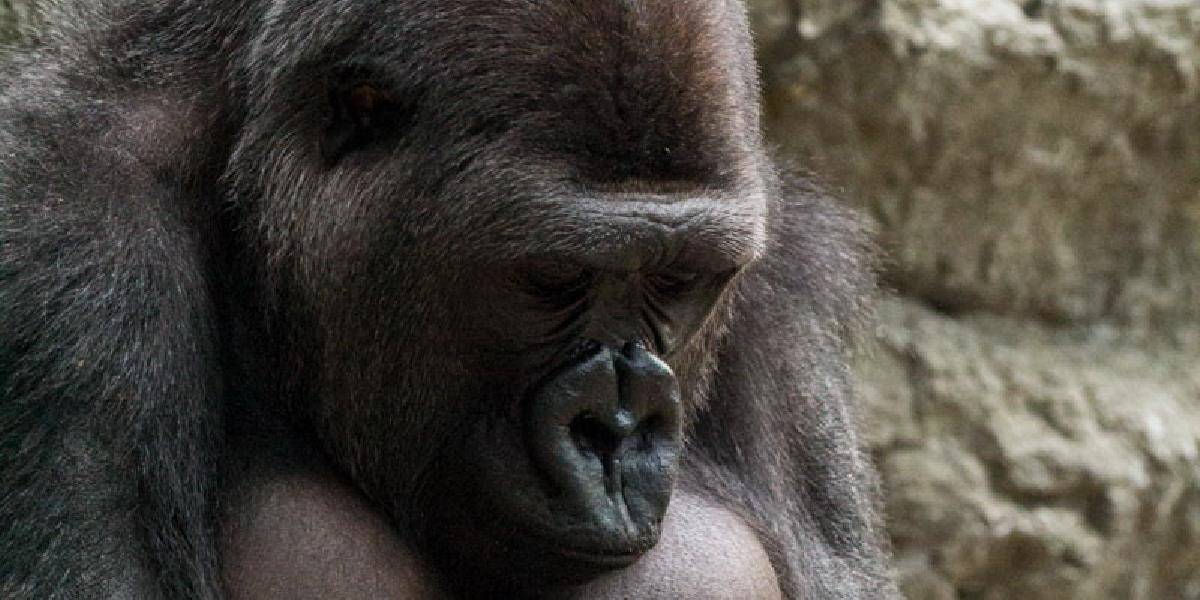 Samec gorily sa neslušne správal k samiciam, musí sa sťahovať