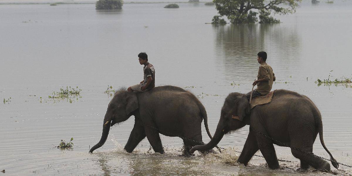 Brutálny masaker: Pytliaci zabili otrávenou vodou vyše 80 slonov!
