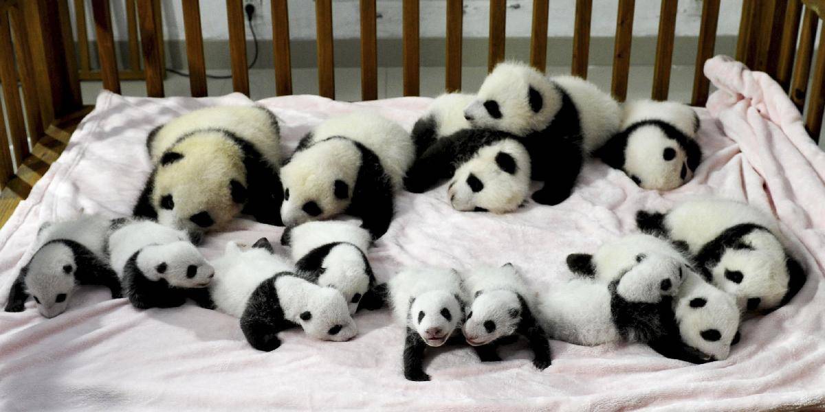 Čínska výskumná stanica ukázala svetu 14 pandích mláďat!