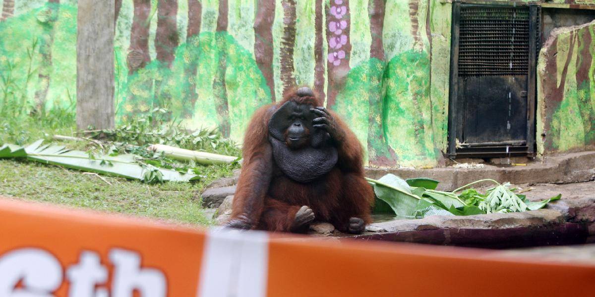 V najväčšej ZOO v Indonézii uhynula samica orangutana