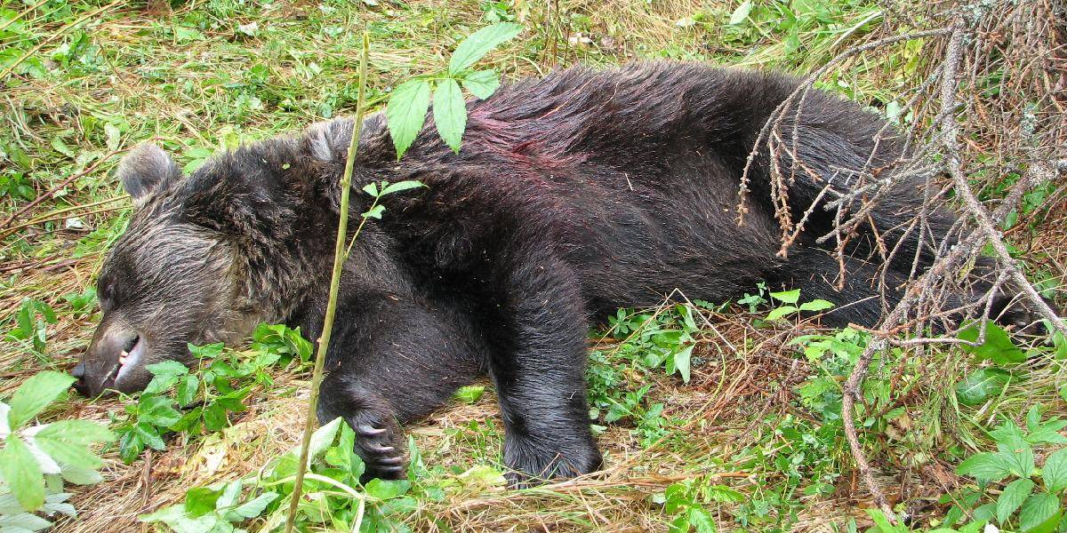 Vo Vysokých Tatrách zastrelili problémovú medvedicu