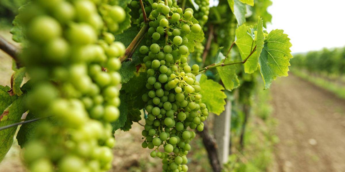 Letné kontroly vín odhalili nedostatky u 13,1 % vzoriek