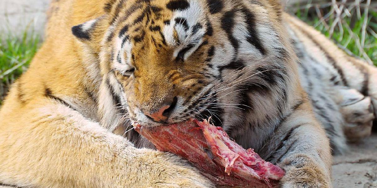 Bratislavská ZOO v sobotu oslávi Svetový deň zvierat