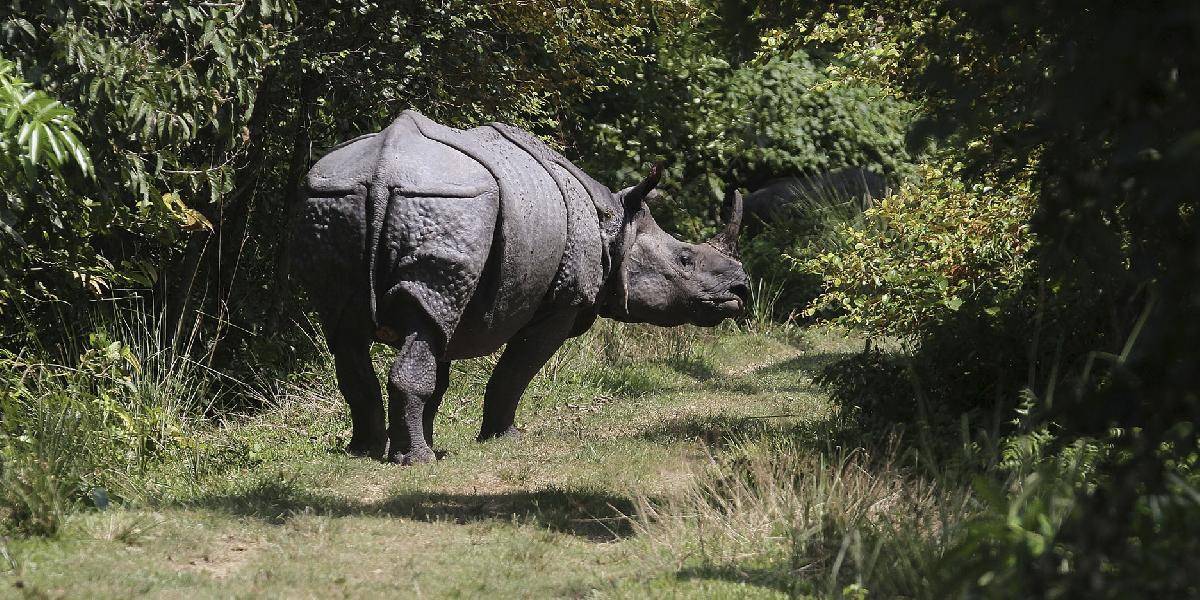 Nepálska polícia urobila záťah proti pytliakom, ktorí zabíjali nosorožce
