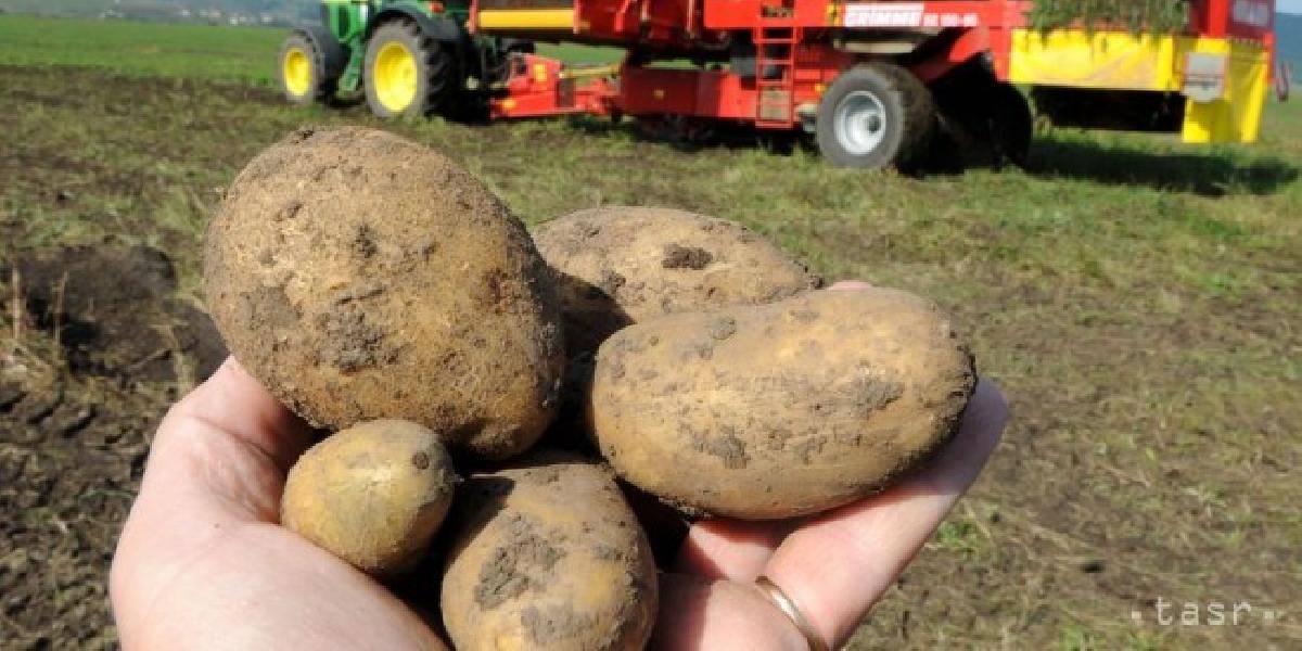 Domáce zemiaky boli v 38. týždni medziročne drahšie až o 70 %
