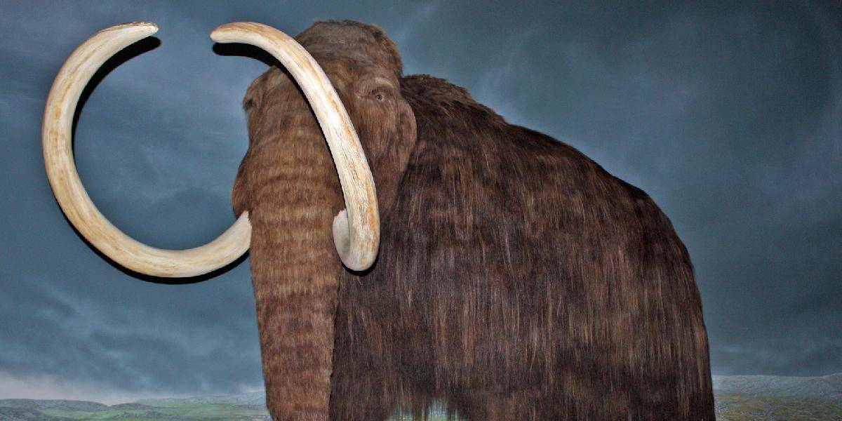 V Uzbekistane našli pozostatky mamuta južného