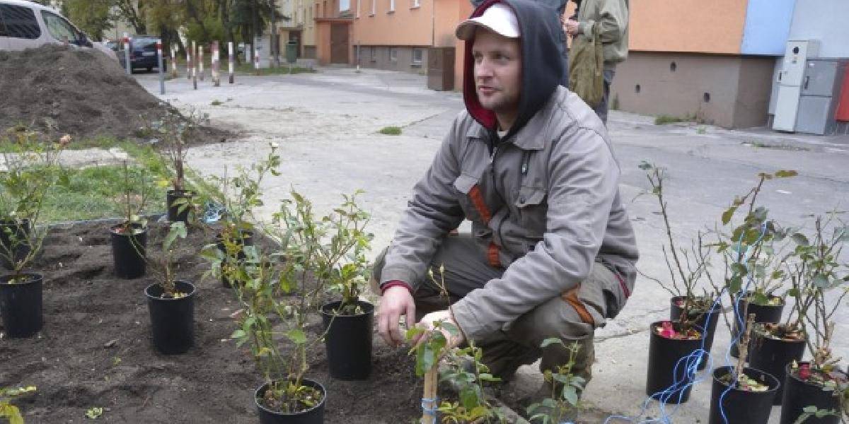 Ružový záhon na Martinčekovej ulici v Ružinove dostane novú podobu
