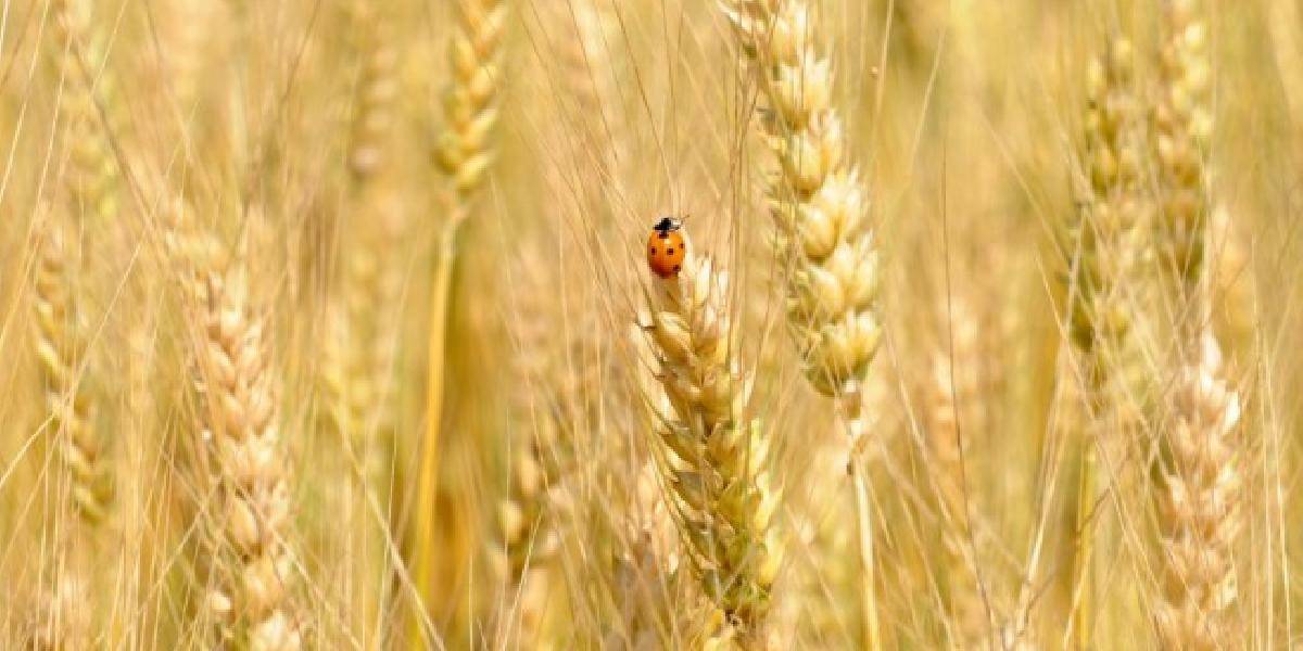 Ceny pšenice sú najvyššie za štyri mesiace