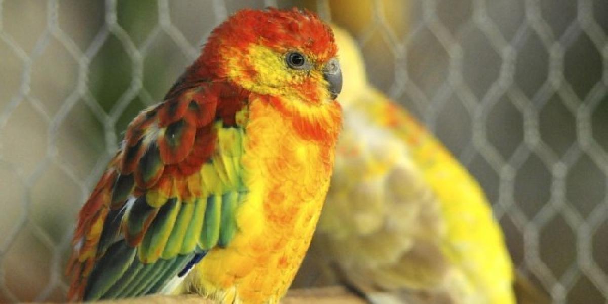 V Trnave vystavovali exotické vtáctvo a papagájov