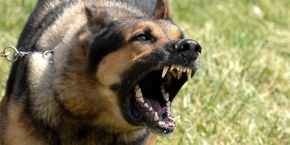 Ďalší útok psa v Trnavskom kraji: Chlapca (8) dohrýzol na hlave a po celom tele!