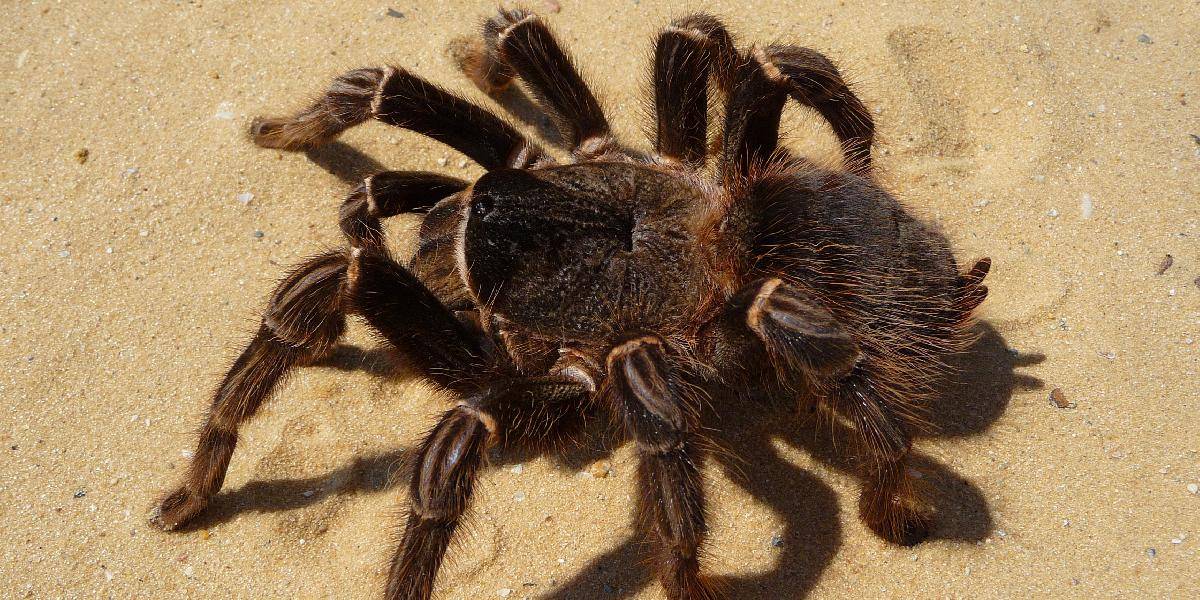 Šok: Školu na juhozápade Anglicka zamorili jedovaté pavúky!