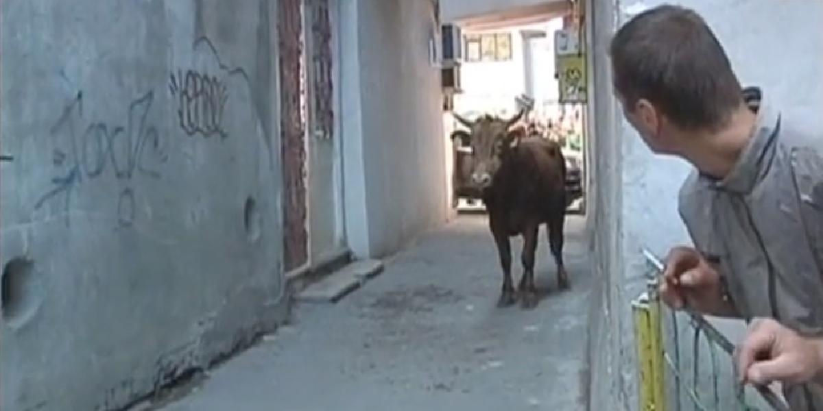 VIDEO Nič netušiaceho policajta zrámoval na križovatke býk!
