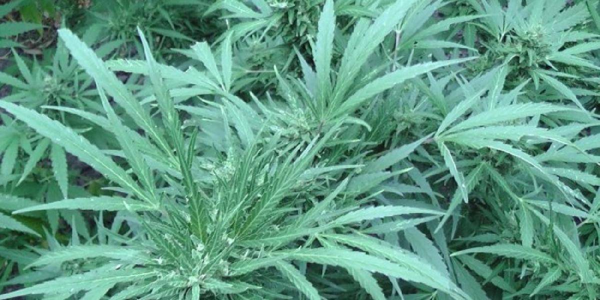 V Korutánsku našli pašovanú marihuanu za päť miliónov eur