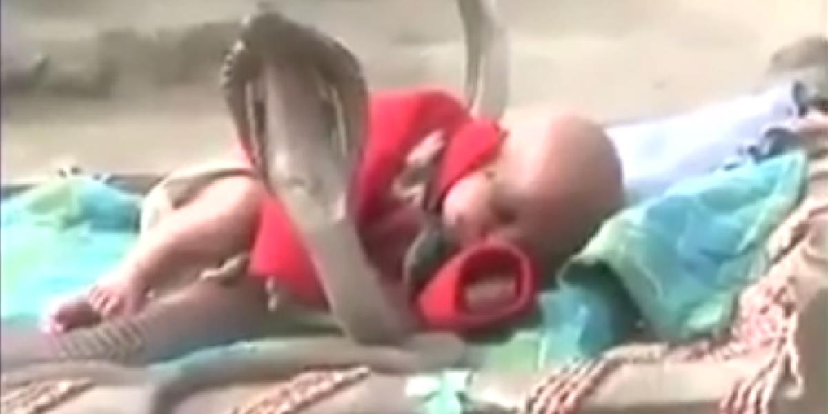 Šokujúce VIDEO: Spiace dieťa chránia štyri smrtiace kobry!