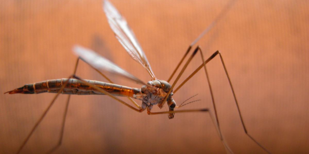 Šokovaní američania: V Kalifornii sa objavili smrtiace tropické komáre!