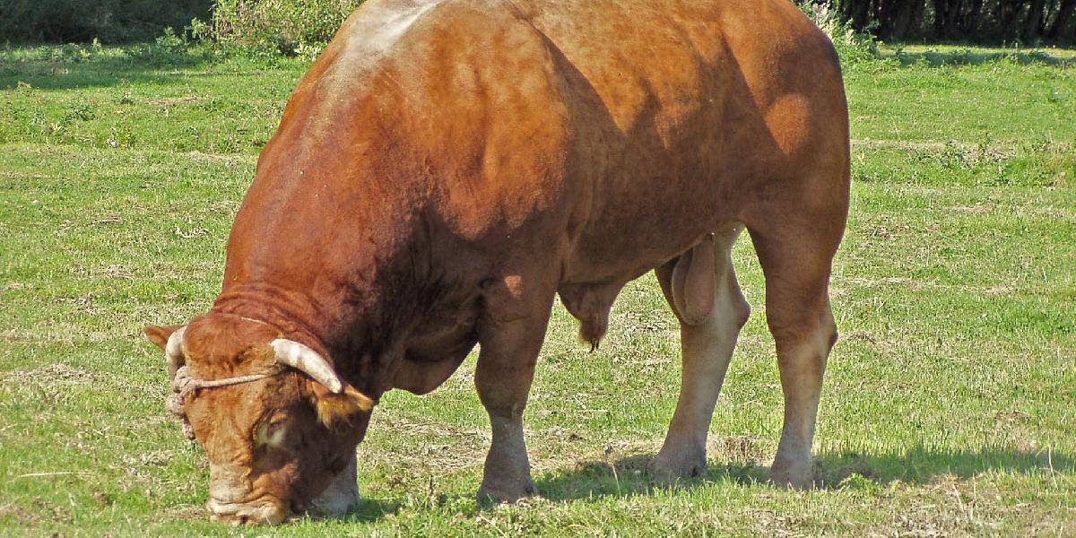 V Kežmarku kradli sliepky, v Lipanoch zmizol aj býk