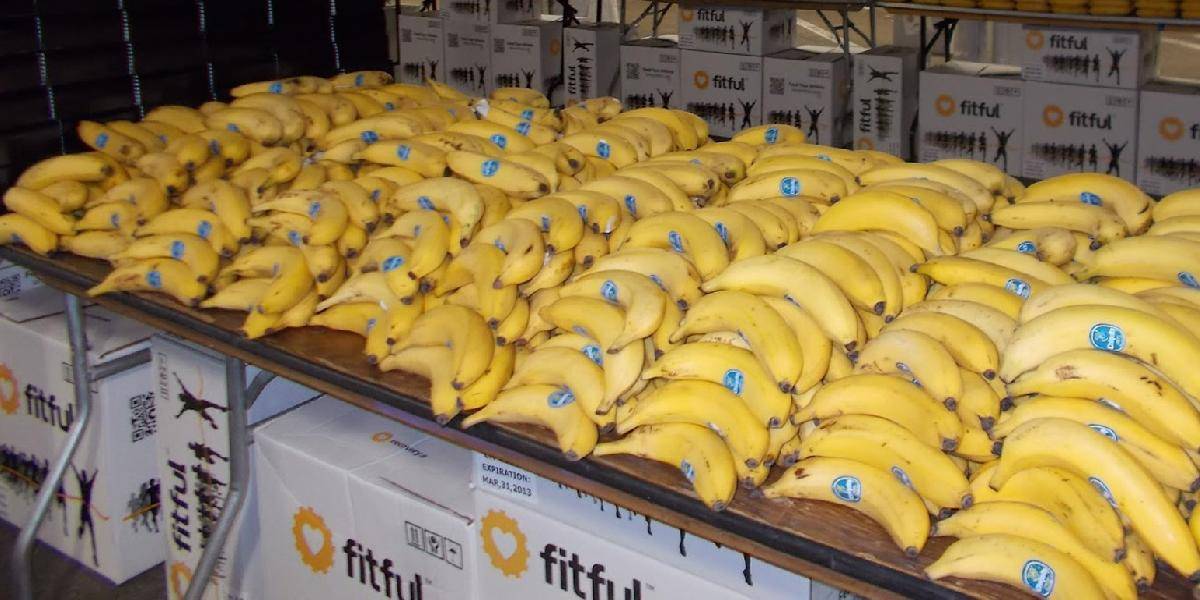 V Británii otvorili krabicu od banánov: Vyliezli z nej najjedovatejšie pavúky na svete!