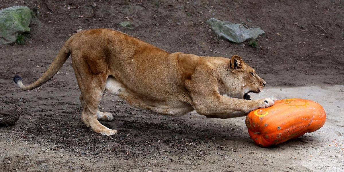 Levice v košickej zoo sa zabávali s halloweenskými tekvicami