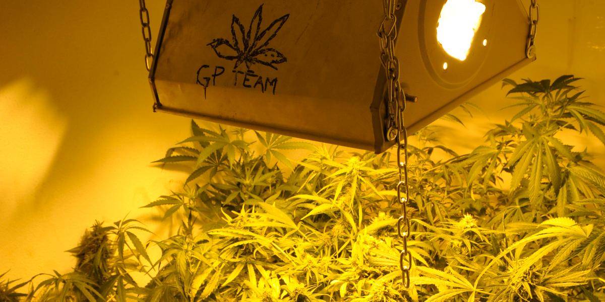Muž vypestoval v dome vo Vrchslatine takmer 200 rastlín marihuany