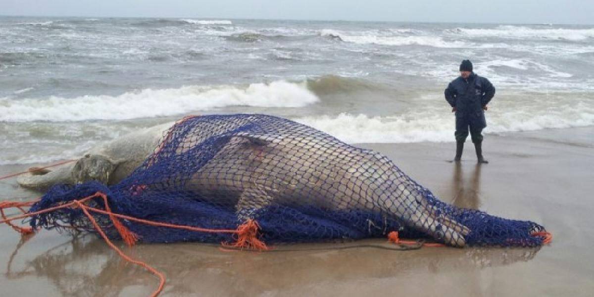 Na poľskom pobreží Baltického mora objavili mŕtvu veľrybu