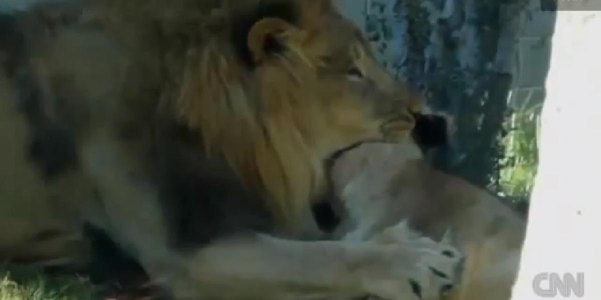 VIDEO Krvavé divadlo v dallaskej zoo: Lev zabil levicu