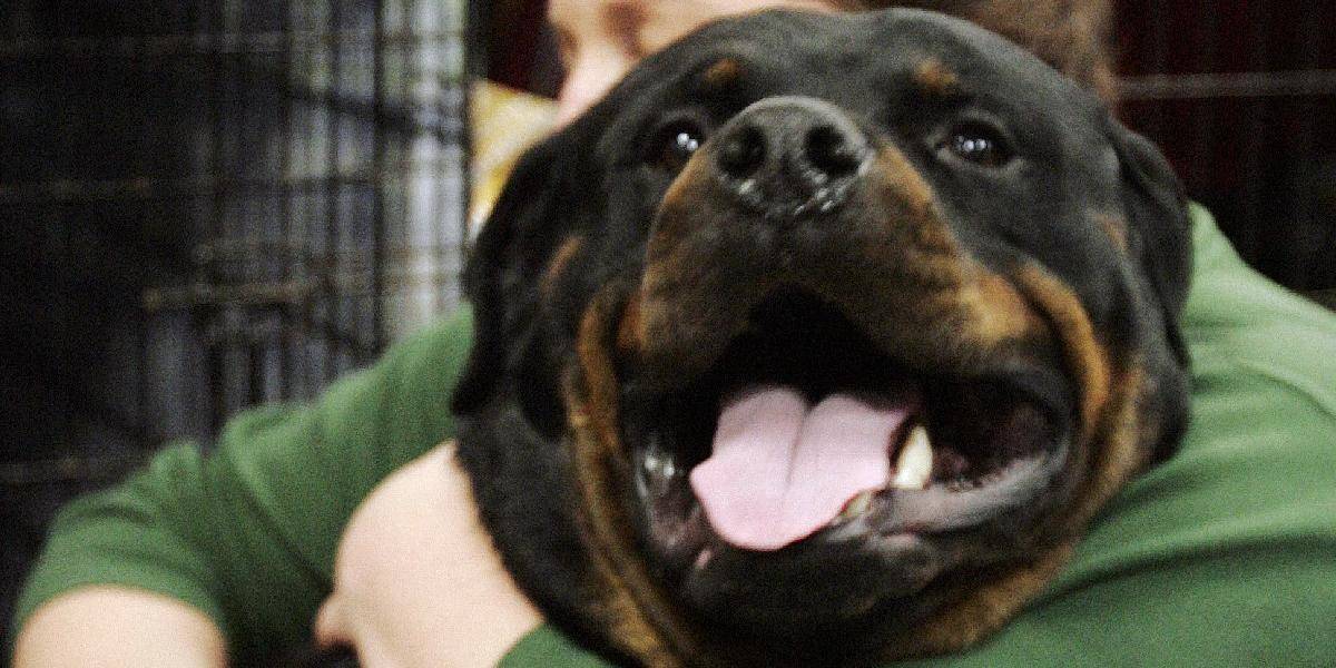 Rottweiler pohrýzol dieťa, majiteľa obvinili