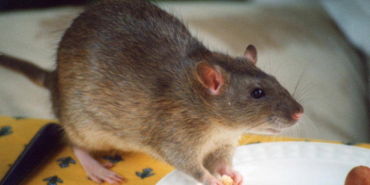 V Kambodži rozmiestnia cvičené krysy, aby vyčuchali pozemné míny