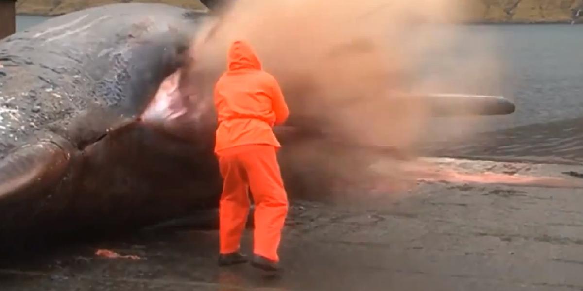 VIDEO Nechutná práca: Biológa takmer zabili tony veľrybích vnútorností!