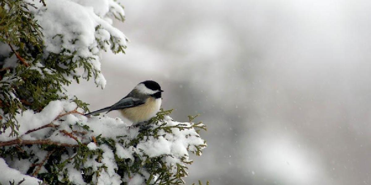 Prikrmovanie vtáctva možno sledovať cez internet
