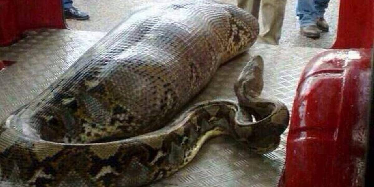 Internetom sa šíri šokujúce FOTO: Pytón zožral opitého človeka!