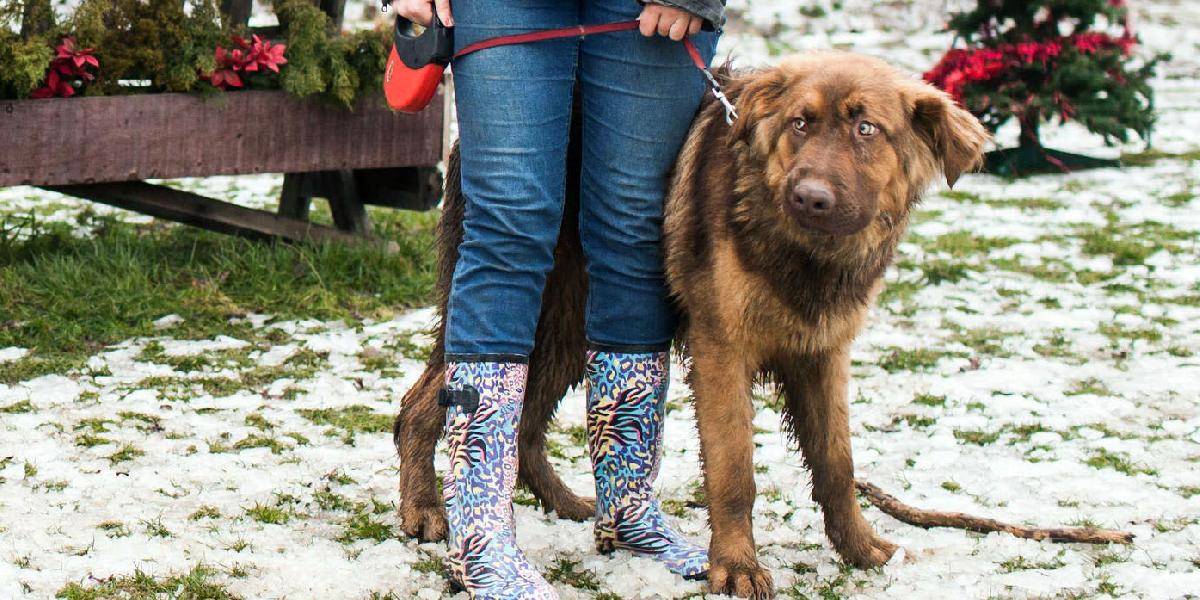 Z pohostinstva v Moldave nad Bodvou ukradli psa!