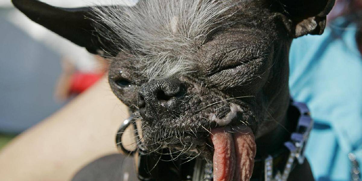 Zomrel Elwood, víťaz súťaže Najškaredší pes na svete 2007