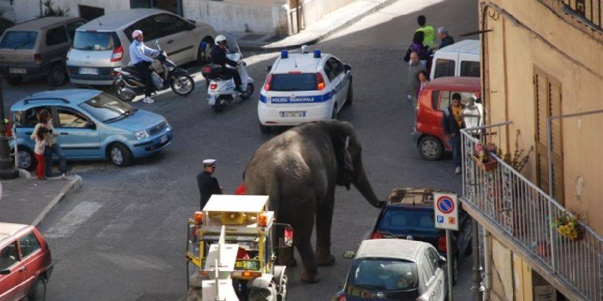 Slonica ušla z cirkusu a dve hodiny sa voľne pohybovala po Ríme