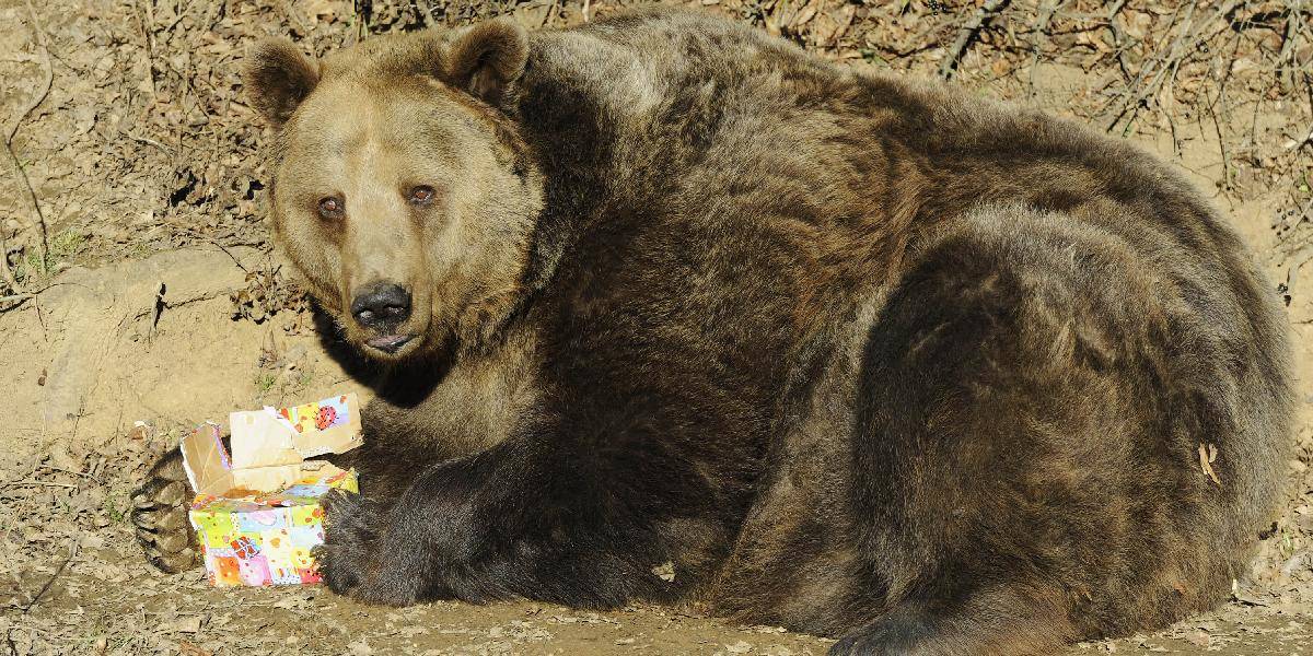 Zoo mala rekordnú návštevnosť a oslávila 25 rokov chovu medveďov hnedých