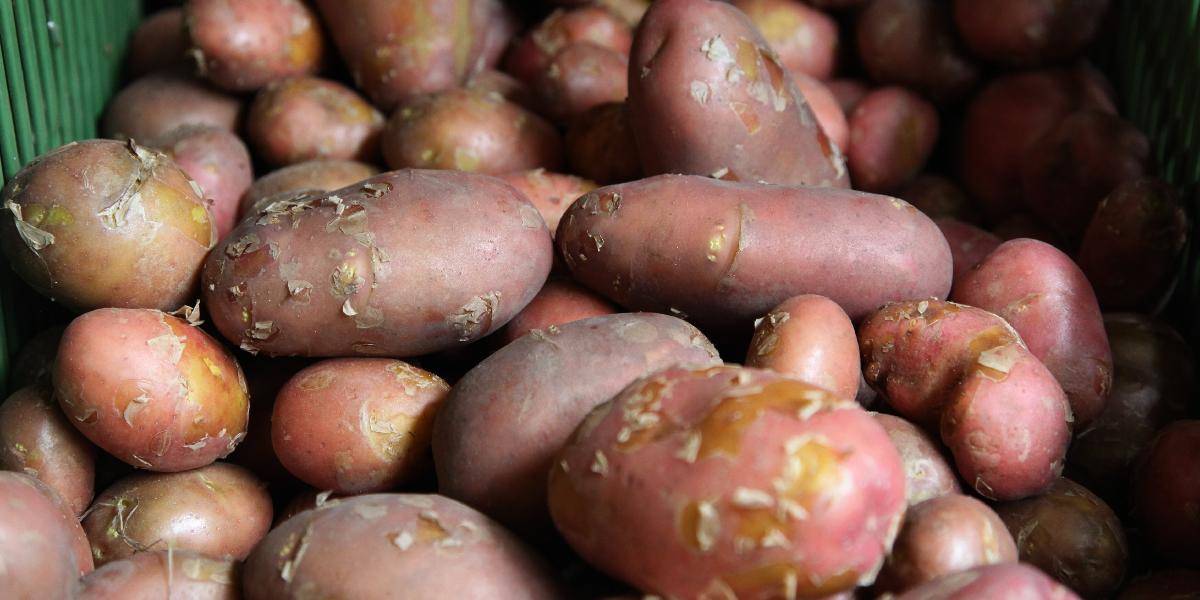 EÚ zakázala geneticky modifikovaný zemiak Amflora