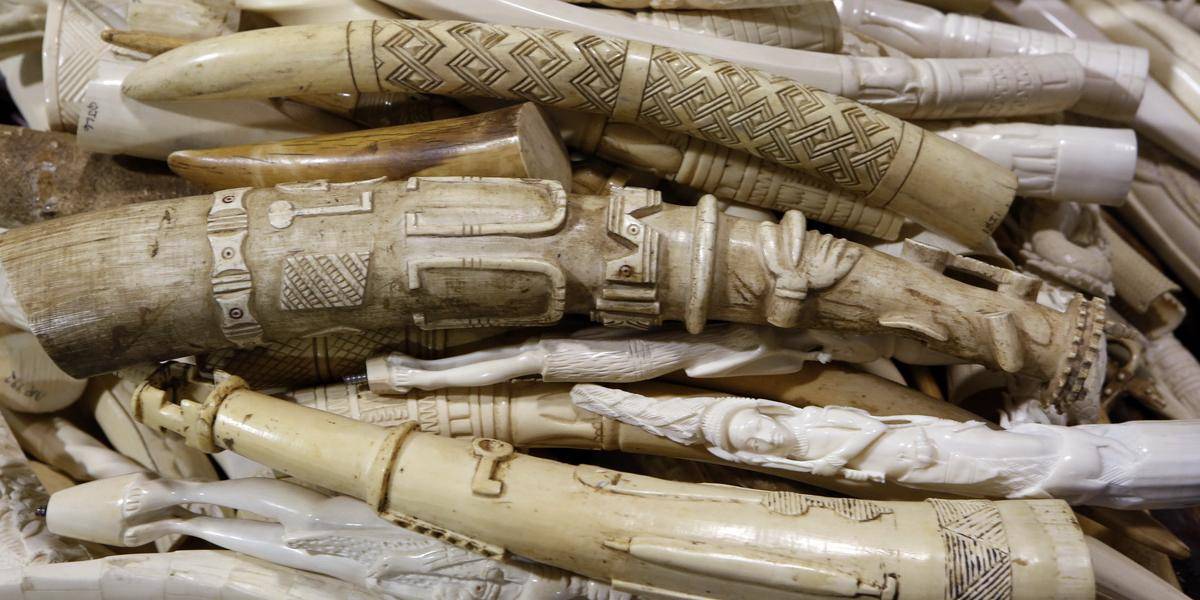 V Rusku objavili pašerácky úkryt s kosťami mamuta a časťami vzácnych živočíchov