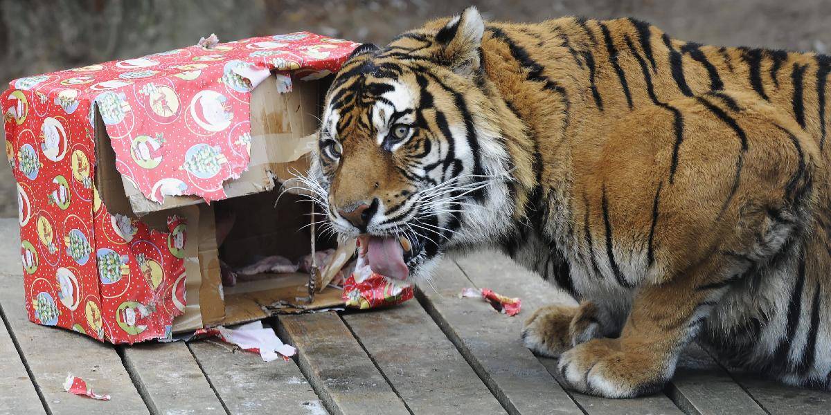 V košickej zoo si zvieratá pochutnávali na vianočných darčekoch z maškŕt