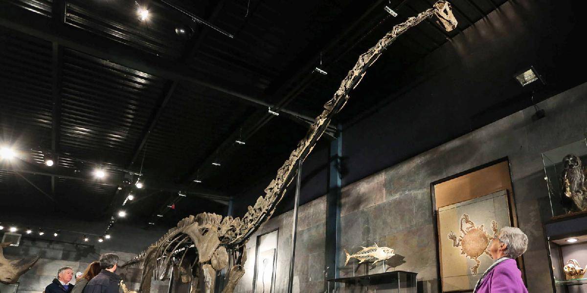 Múzeum v Kodani kúpilo kostru 17-metrového dinosaura!