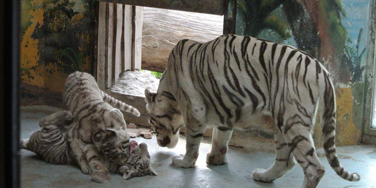 Zvieratká v ZOO pod stromčekom nájdu oriešky či ovocie