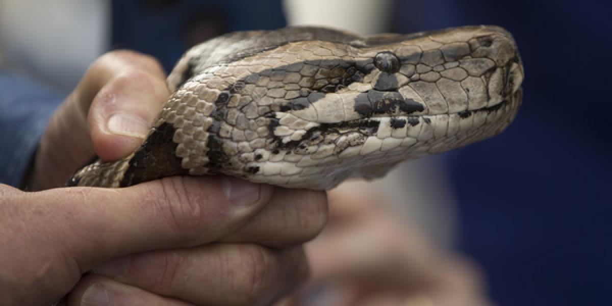 Pytón zabil pri luxusnom hoteli na Bali ochrankára