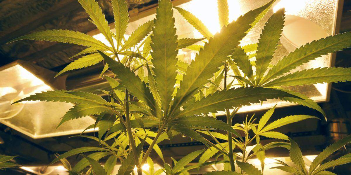 V Denveri vydali prvé licencie pre voľný predaj marihuany v Colorade