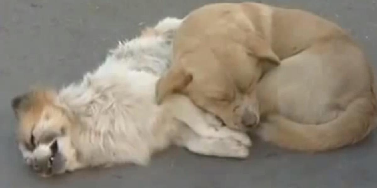 Toto VIDEO vás chytí za srdce: Pes sa snažil zohriať svojho mŕtveho kamaráta!